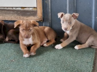 Kelpie pups born 22/10/2021
