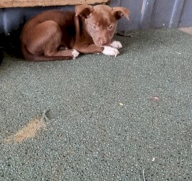 Kelpie pups born 22/10/2021