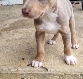 Kelpie pups born 22/10/2021