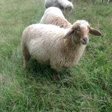 Fat tailed awassi sheep for sale