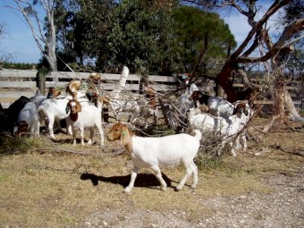 Boer bucks and does available