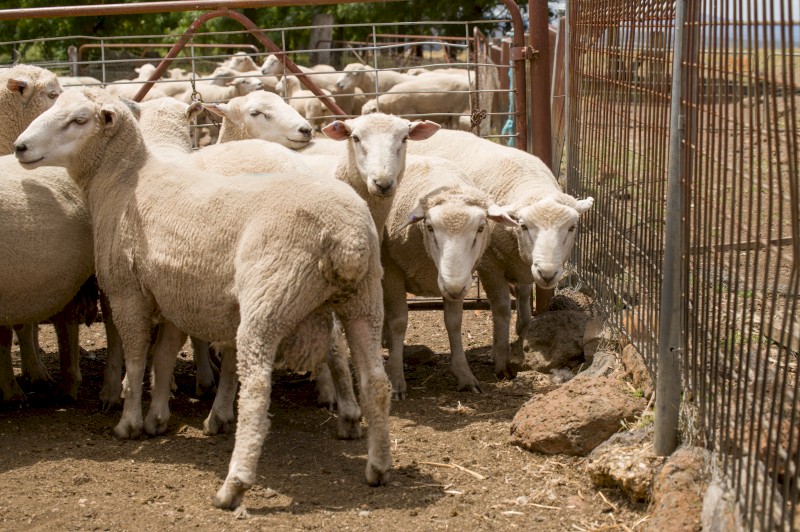 White Suffolk Rams