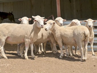 White Suffolk Rams
