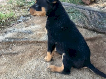 Kelpie pups eight weeks old