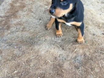 Kelpie pups eight weeks old