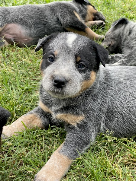 Pure Bred Blue Heelers