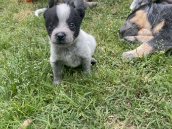 Pure Bred Blue Heelers