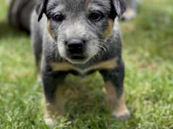 Pure Bred Blue Heelers