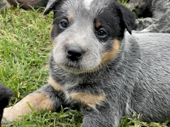 Pure Bred Blue Heelers
