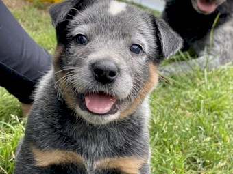 Pure Bred Blue Heelers
