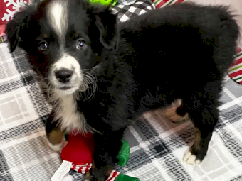 Gorgeous Purebred Australian Shepherd