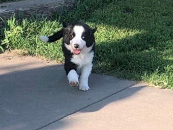 Border Collie Puppies for Sale