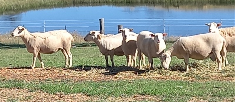 AUSTRALIAN WHITE EWES in LAMB X 14 AUSSIE WHITE BREEDING EWES READY to LAMB