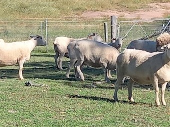 AUSTRALIAN WHITE EWES in LAMB X 14 AUSSIE WHITE BREEDING EWES READY to LAMB