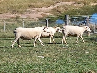 AUSTRALIAN WHITE EWES in LAMB X 14 AUSSIE WHITE BREEDING EWES READY to LAMB