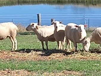 AUSTRALIAN WHITE EWES in LAMB X 14 AUSSIE WHITE BREEDING EWES READY to LAMB