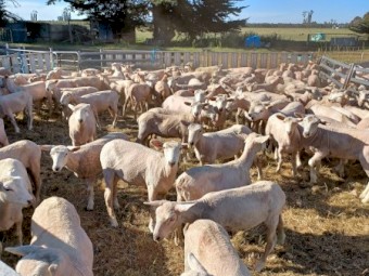Composite ewe lambs