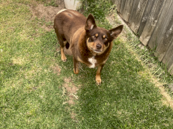 Purebred Kelpies- Tricolour Male and Tan Female