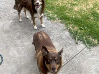 Purebred Kelpies- Tricolour Male and Tan Female