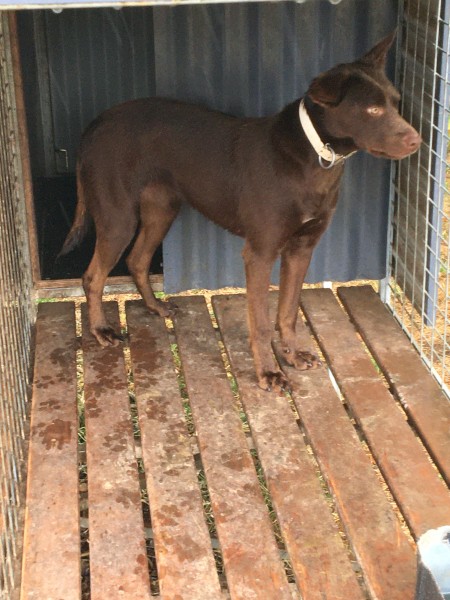 Brown female kelpie