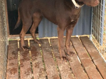 Brown female kelpie
