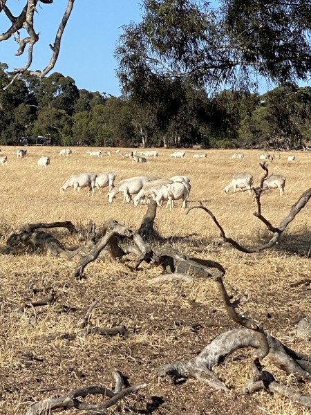 WANTED Lease / Agistment Property