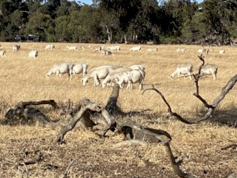 WANTED Lease / Agistment Property