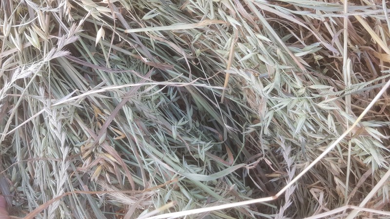 Oaten and Ryegrass Hay 5x4 Round Bales
