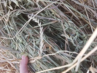 Oaten and Ryegrass Hay 5x4 Round Bales