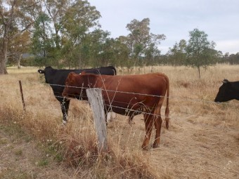 1 Shorthorn Cross  Bull