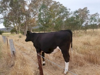 1 Shorthorn  Cross  Steer 