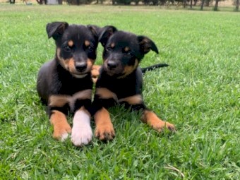 Kelpie Pups