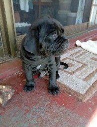 Neo Mastiff x South African Mastiff pups