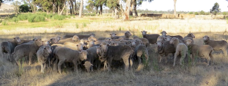 Merino EWES Highly selected small offering (end of lease)