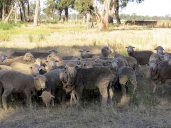Merino EWES Highly selected small offering (end of lease)