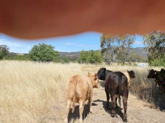 Red Angus Heifer Cross All Beef