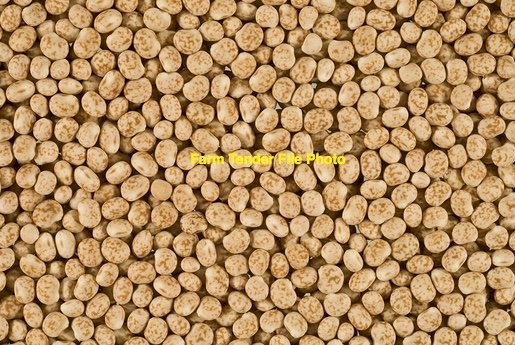 60mt of manduleup lupins