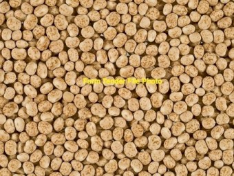 60mt of manduleup lupins