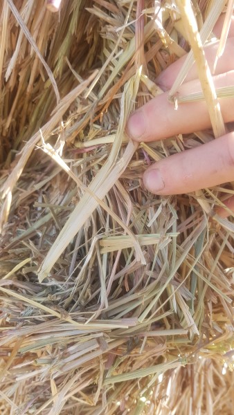 Wheat/Ryegrass Hay