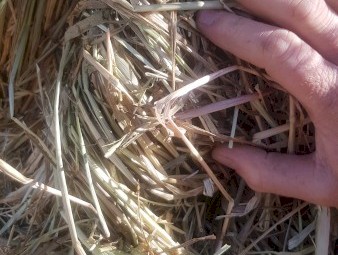 Wheat/Ryegrass Hay