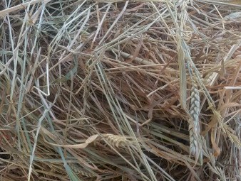 Wheat/Ryegrass Hay