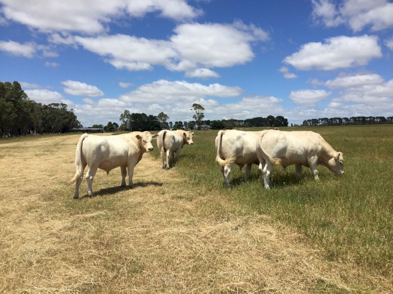 Charolais Bulls