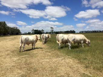 Charolais Bulls