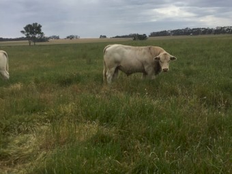 Charolais Bulls