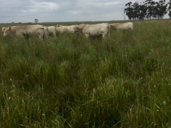 Charolais Bulls