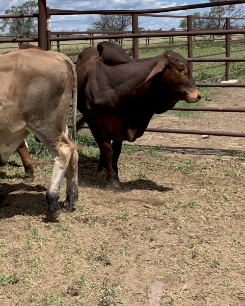 9xBrahman Bulls/1x Brahman Steer