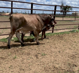 9xBrahman Bulls/1x Brahman Steer