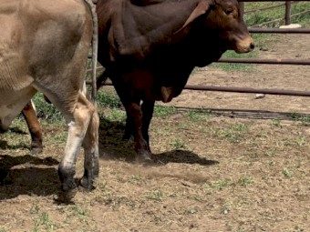 9xBrahman Bulls/1x Brahman Steer
