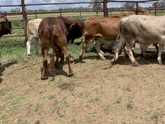 9xBrahman Bulls/1x Brahman Steer