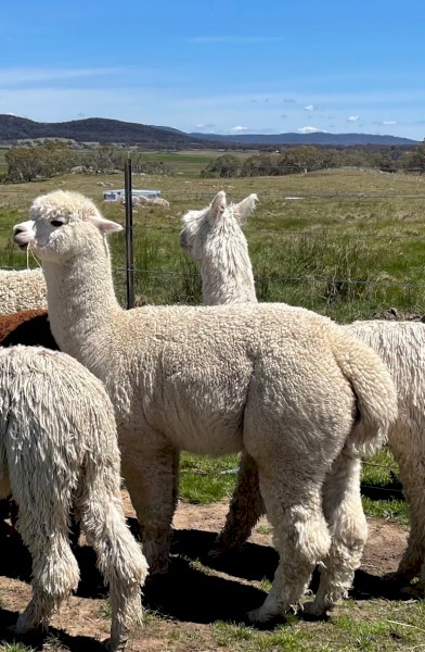 White Alpaca Herd Guards -  young, robust, bold and well bred.  Bond now for Autumn lambs!